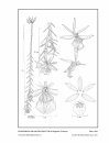 Icones Orchidacearum, Fascicle 16(2)