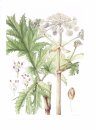 RHS Botanical Illustration
