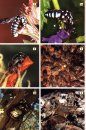 Field Guide to Insects of South Africa