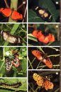 Field Guide to Insects of South Africa