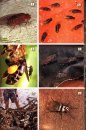 Field Guide to Insects of South Africa