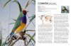 100 Birds to See in Your Lifetime