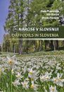 Daffodils in Slovenia / Narcise v Sloveniji
