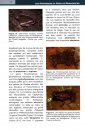 Les Amphibiens du Nord de Madagascar [The Amphibians of Northern Madagascar]