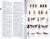 Concise Guide to the Moths of Great Britain and Ireland