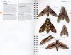 Concise Guide to the Moths of Great Britain and Ireland