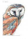 Barn Owls