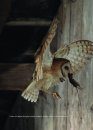 Barn Owls