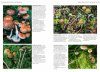 Fungi of Temperate Europe (2-Volume Set)