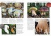 Fungi of Temperate Europe (2-Volume Set)