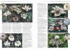 Fungi of Temperate Europe (2-Volume Set)
