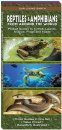 Reptiles & Amphibians from Around the World