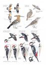 A Field Guide to the Birds of Mongolia