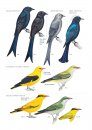 A Field Guide to the Birds of Mongolia