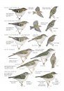 A Field Guide to the Birds of Mongolia