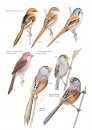 A Field Guide to the Birds of Mongolia