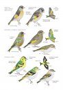 A Field Guide to the Birds of Mongolia
