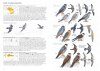 A Field Guide to the Birds of Mongolia