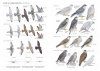 A Field Guide to the Birds of Mongolia