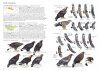 A Field Guide to the Birds of Mongolia