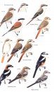 Birds of Cyprus