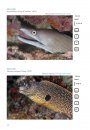Coastal Marine Fishes of São Tomé and Príncipe / Peixes Marinhos Costeiros de São Tomé e Príncipe