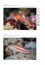 Coastal Marine Fishes of São Tomé and Príncipe / Peixes Marinhos Costeiros de São Tomé e Príncipe