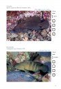 Coastal Marine Fishes of São Tomé and Príncipe / Peixes Marinhos Costeiros de São Tomé e Príncipe