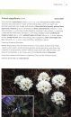 Field Guide to the Plants of the Falkland Islands