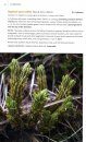 Field Guide to the Plants of the Falkland Islands