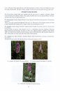 The Orchid Flora of Huntingdonshire and the Soke of Peterborough