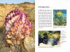 Field Guide to the Wild Flowers of the Eastern Mediterranean