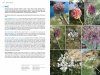 Field Guide to the Wild Flowers of the Eastern Mediterranean