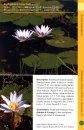 A Field Guide to Aquatic Plants of Myanmar
