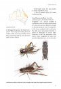 A Guide to Crickets of Australia