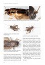 A Guide to Crickets of Australia