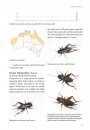A Guide to Crickets of Australia