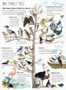 The Big Book of Birds