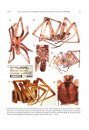 The Crevice Weaver Spider Genus Kukulcania (Araneae, Filistatidae)