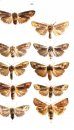 Moths of Europe, Volume 6