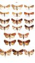 Moths of Europe, Volume 6