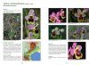 A la Découverte des Orchidées en Languedoc et Pays Catalan [Discovering the Orchids of Languedoc and Catalan Country]