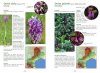 A la Découverte des Orchidées en Languedoc et Pays Catalan [Discovering the Orchids of Languedoc and Catalan Country]