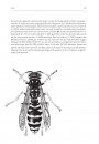 Fauna Helvetica 31: Vespidae [French / German]