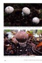 Puffballs of Northern and Central Europe