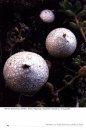Puffballs of Northern and Central Europe