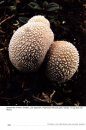 Puffballs of Northern and Central Europe