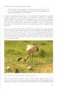 The Norfolk Cranes' Story