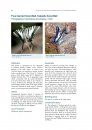 Atlas of Butterflies and Diurnal Moths in the Monsoon Tropics of Northern Australia