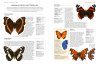 The World Encyclopedia of Butterflies & Moths